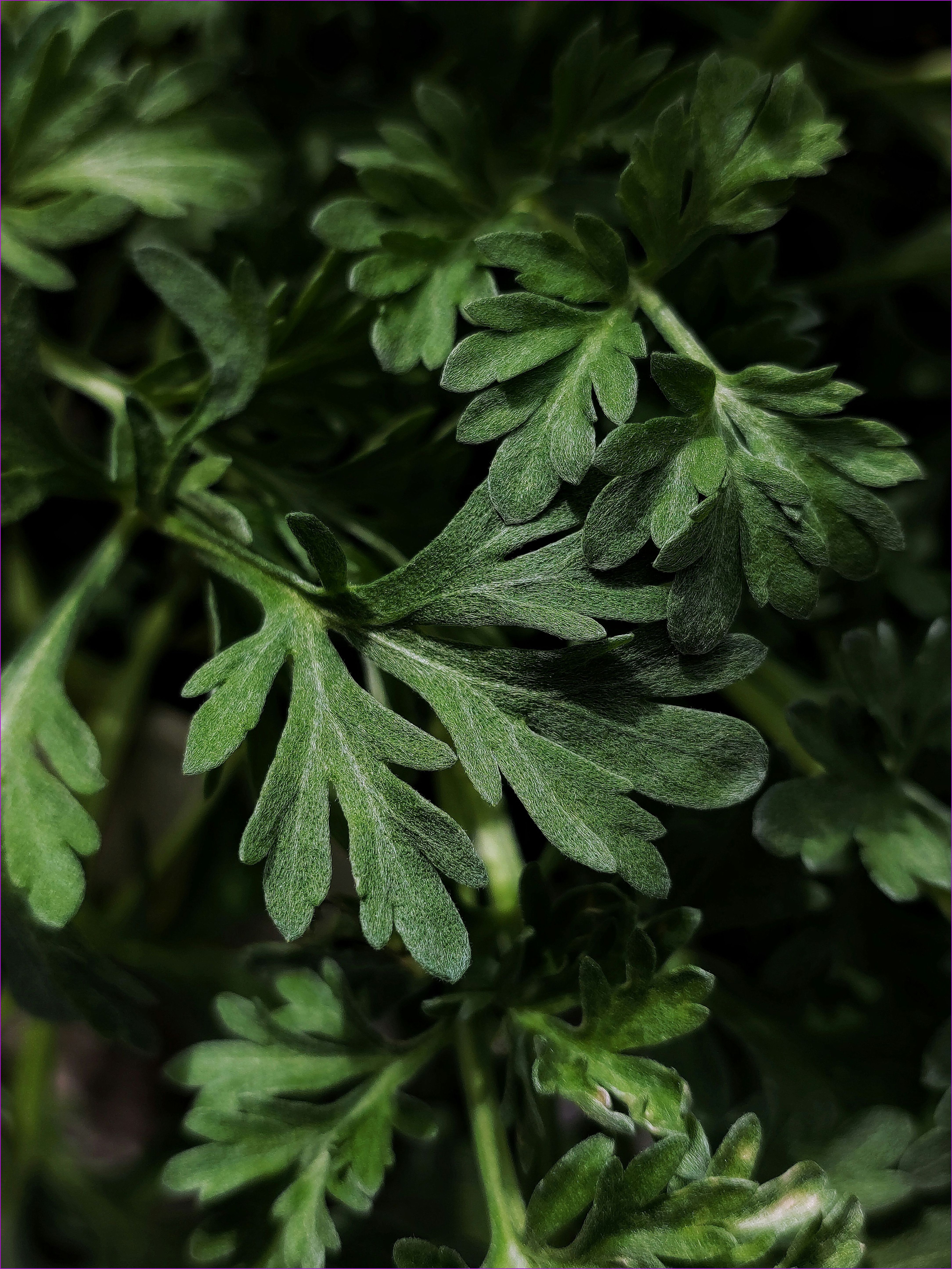 Traditional Thai medicine herbs in mortar